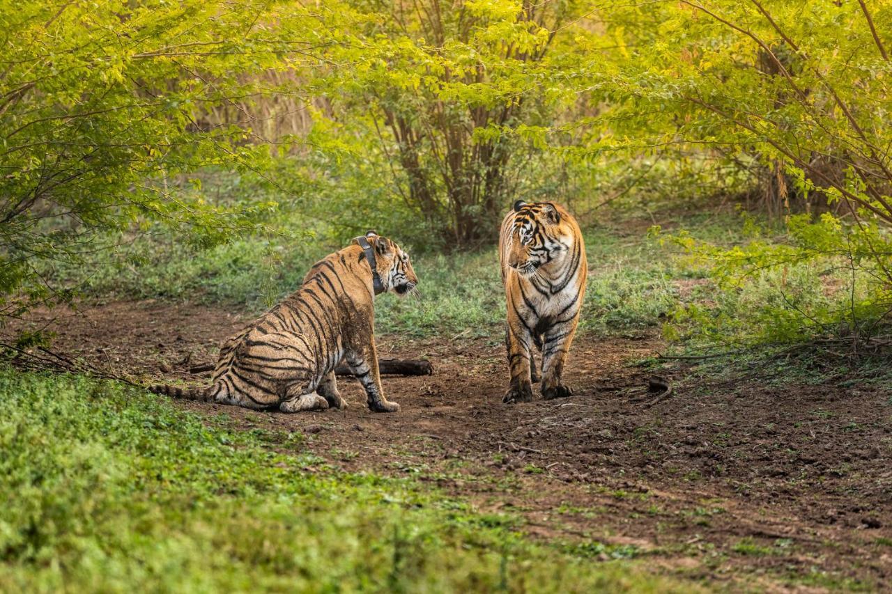 Sariska Manor Luxury Cottages Tehla ภายนอก รูปภาพ